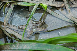 _14A7810-Edit.jpg