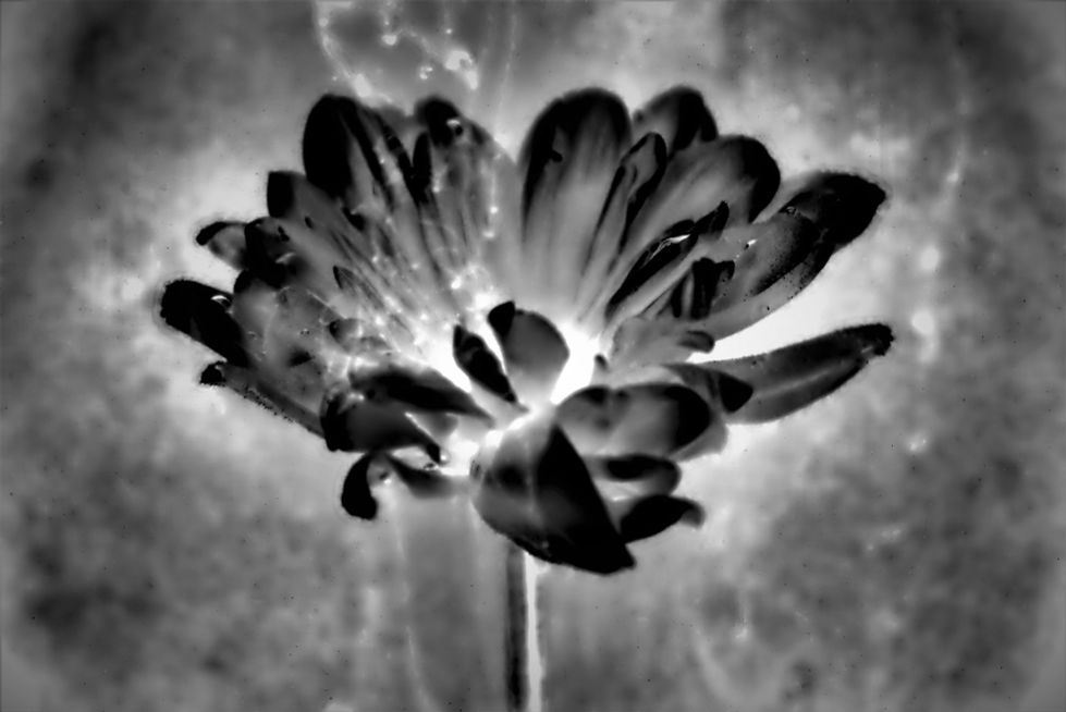 The Ethereal Spawning Of Dahlia 1