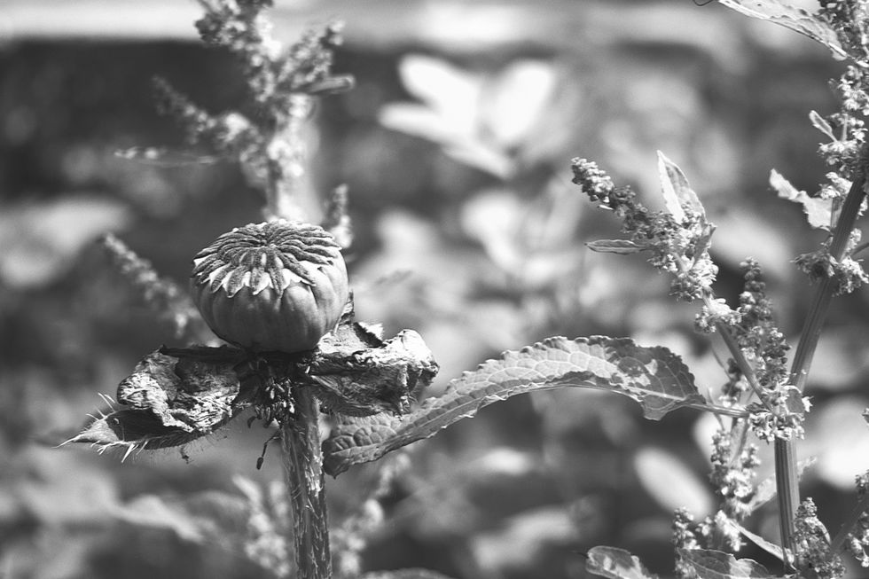 IMG_7051 - Copy