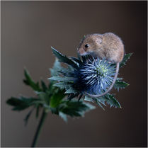 A mouse photoshoot on 28th January