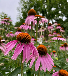 ムラサキバレンギク