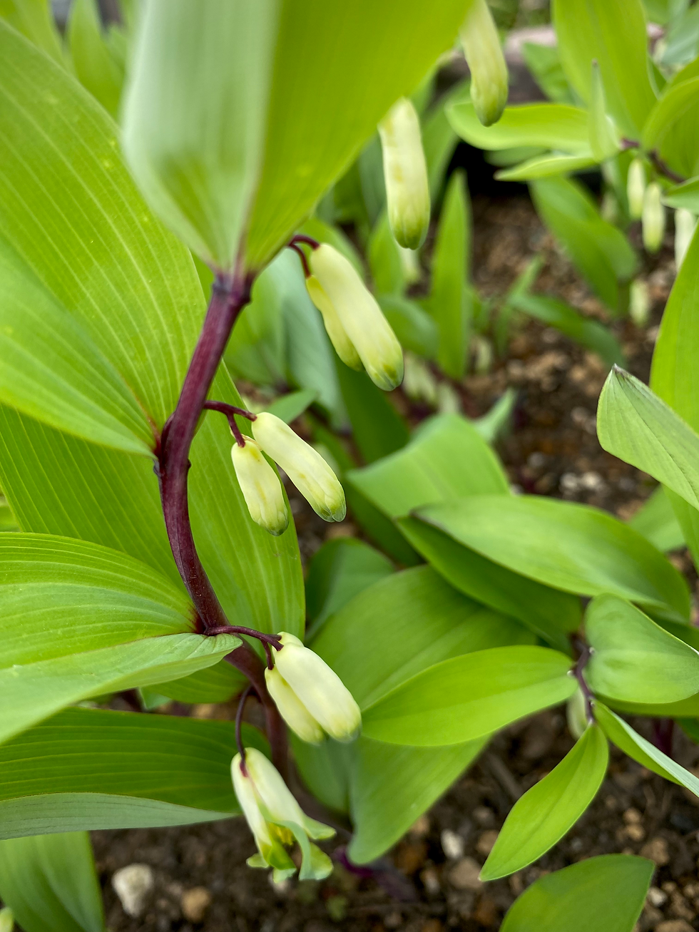 4 月中旬のアマドコロの花の様子