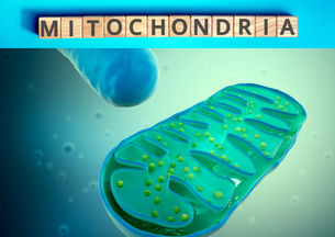 Perimenopause and Mitochondrial Dysfunction: Nourishing Your Cells for Hormonal Harmony