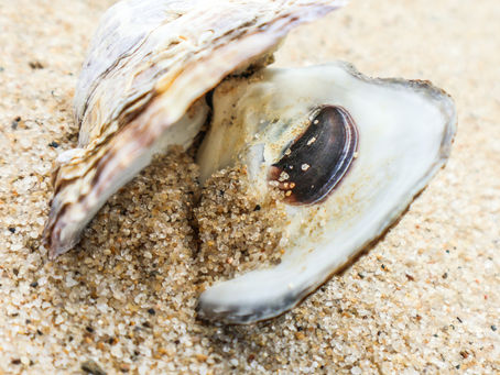 Enjoying the Wellfleet Oyster