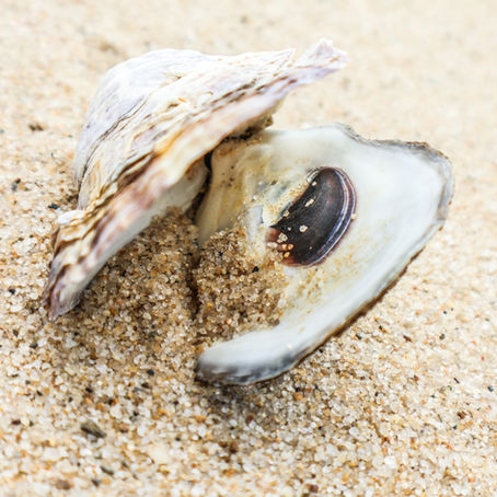 Enjoying the Wellfleet Oyster