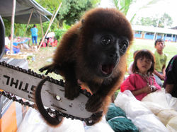Baby Howler Monkey
