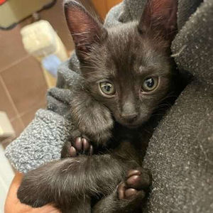 Spookster – Adopted November 2021!