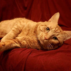 Fuego – Adopted February 2022!