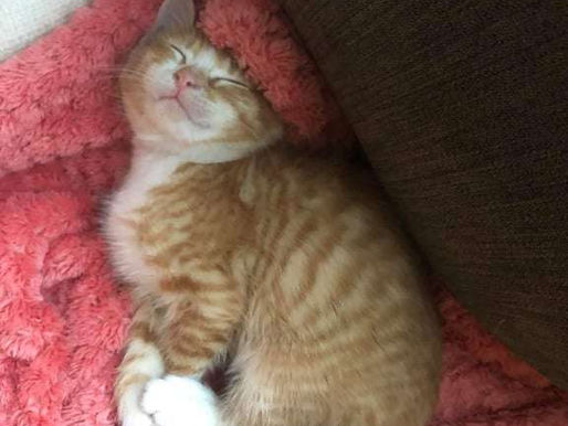Jigsaw – Adopted November 2021!