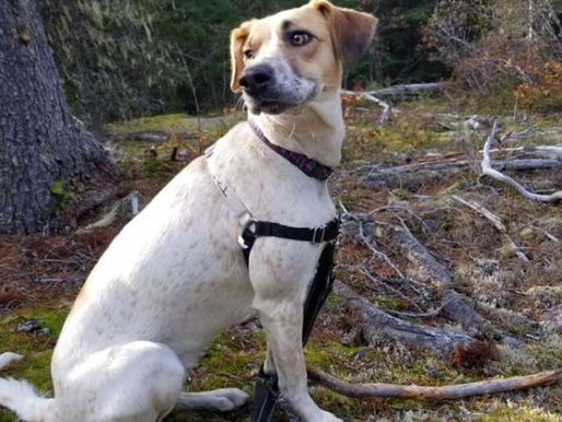 Sunny – Adopted August 2020!