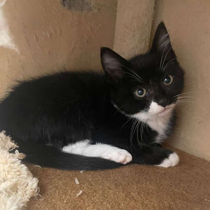 Bat – Adopted November 2022!