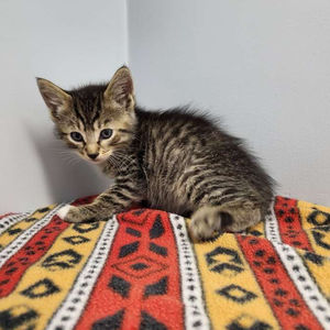 Pico De Gallo – Adopted October 2022!