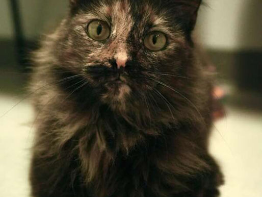 Eloise – Adopted January 2022!