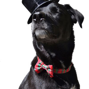 K9 Wine & Dine 2015 – one month away!