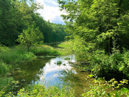 ClearWater Conservancy Preserves 100 Acres of Beaver Branch Property to Enhance Conservation Efforts