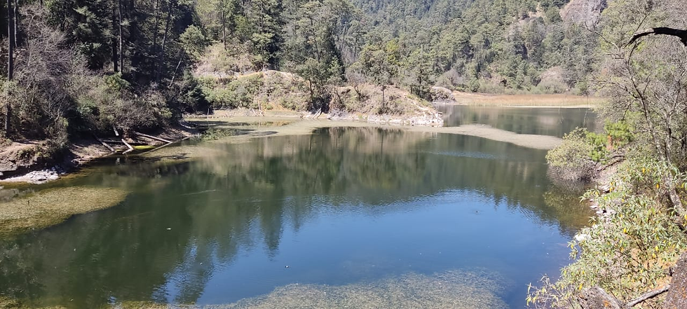 El descenso y casi extinción de las lagunas de Zempoala, resultado de tala y omisión gubernamental