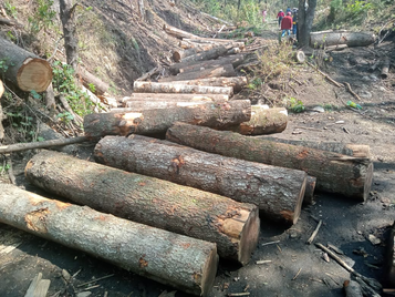 Piden declarar “zona de emergencia” bosque tlahuica, por tala fuera de control