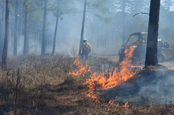 Forest Fire.png