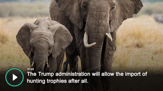 Interior Department Tells Staff To Shut Up About Mandatory Endangered Species Permits
It’s “not appr
