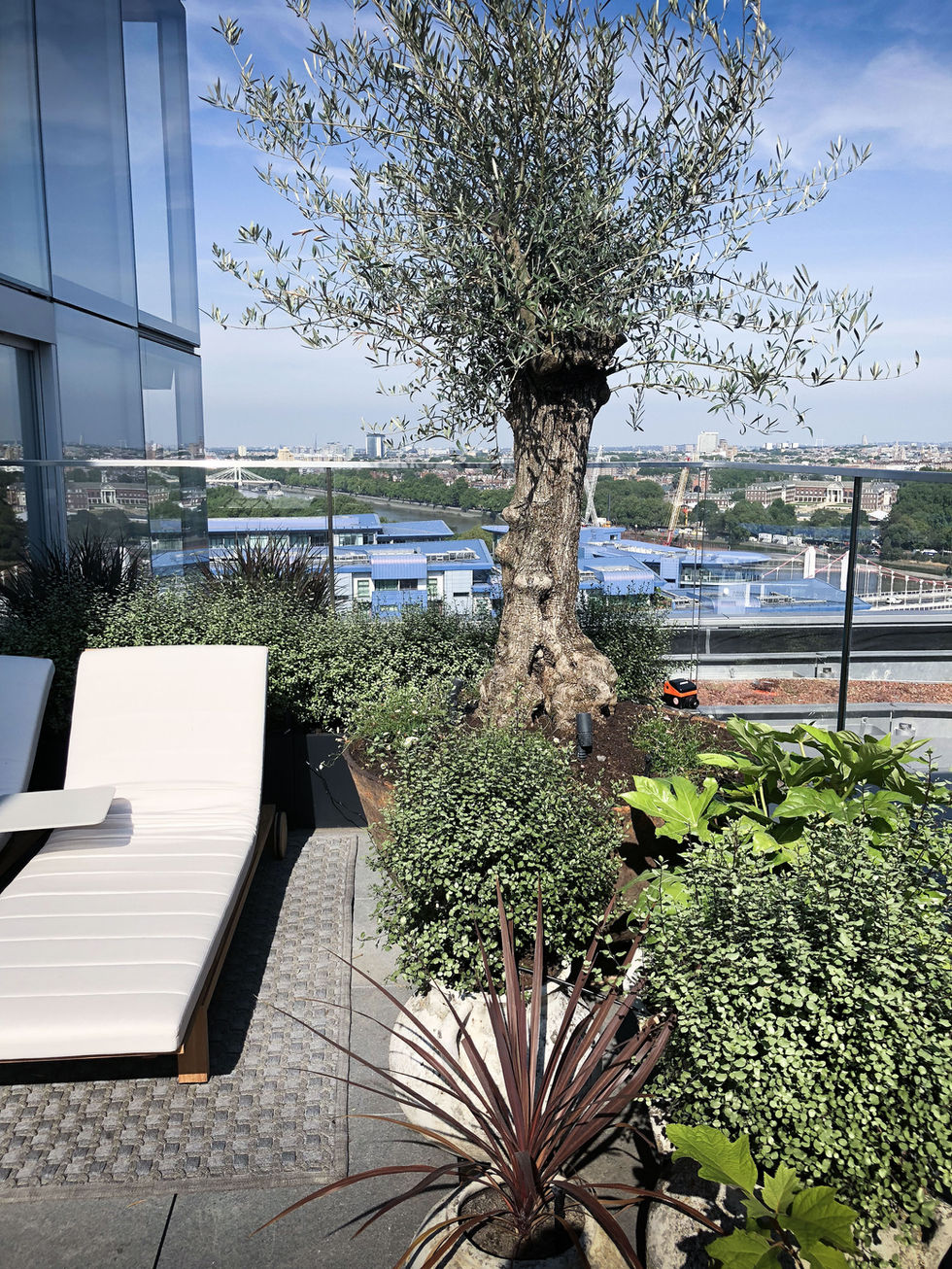 Views of River Thames over Chelsea Bridge