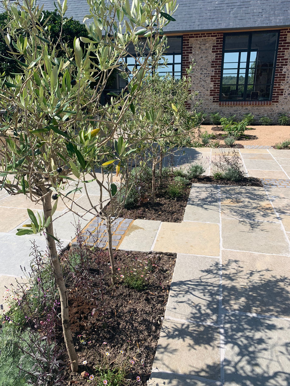Olive tree hedge to divide the different areas of the courtyard