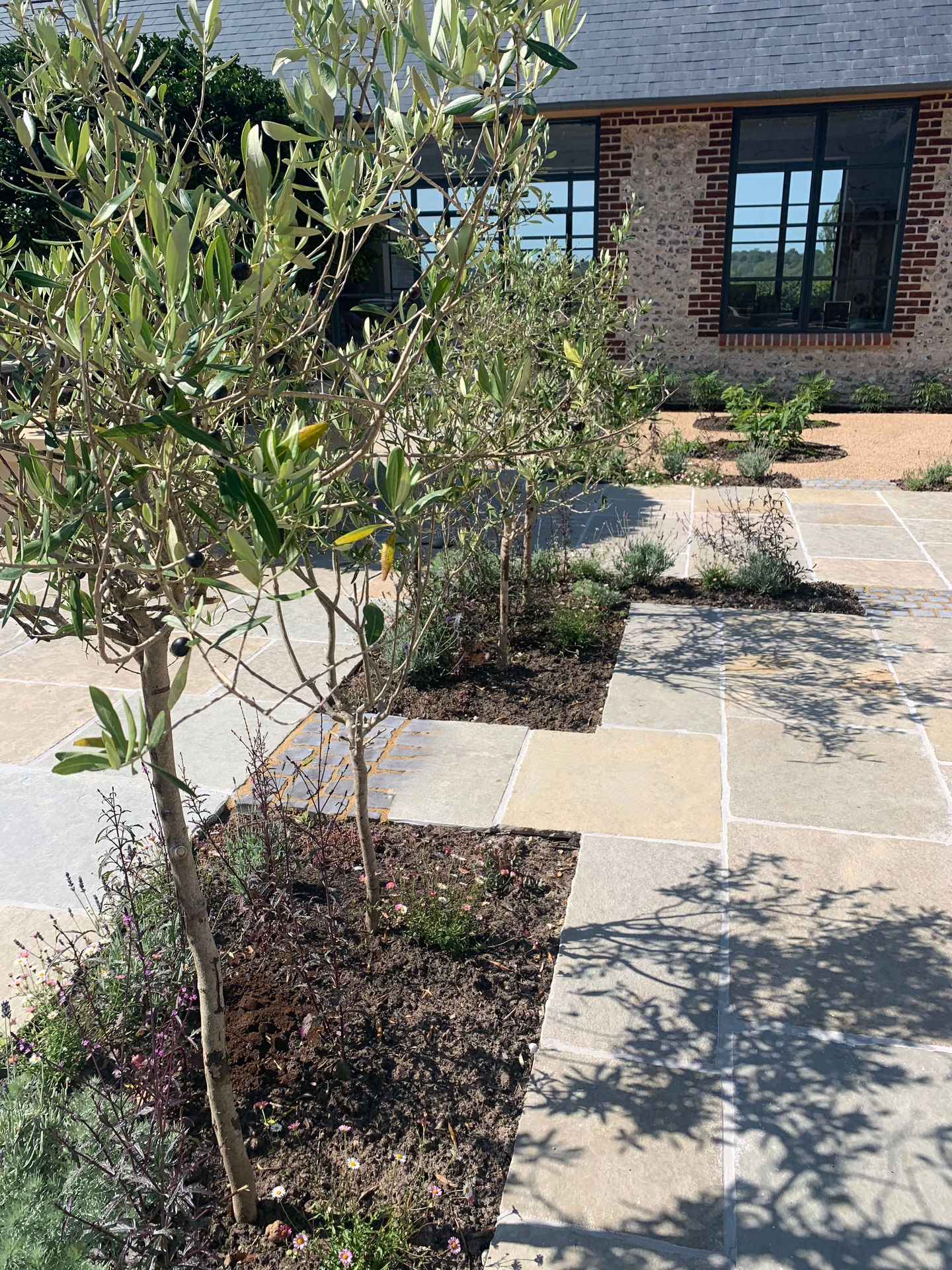 Olive tree screen, dividing the uses of the garden