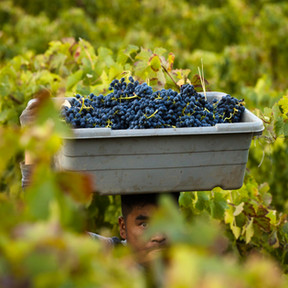 grapes.jpeg