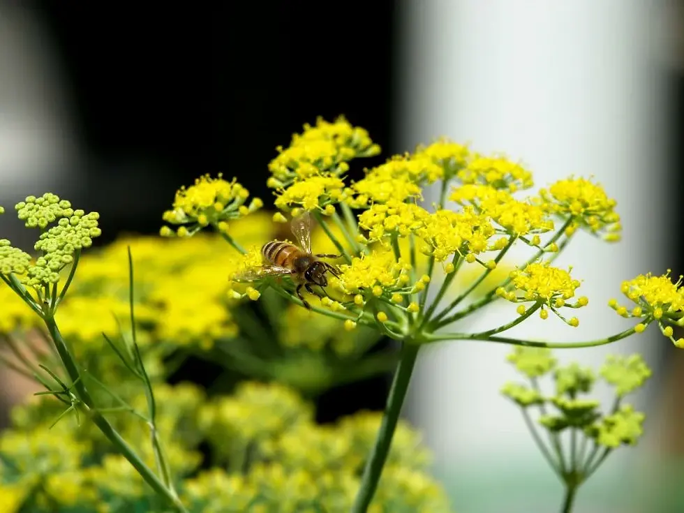 Fennel Bee