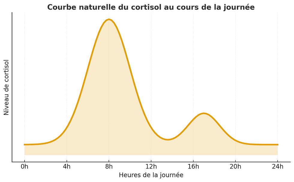 Cycle du cortisol