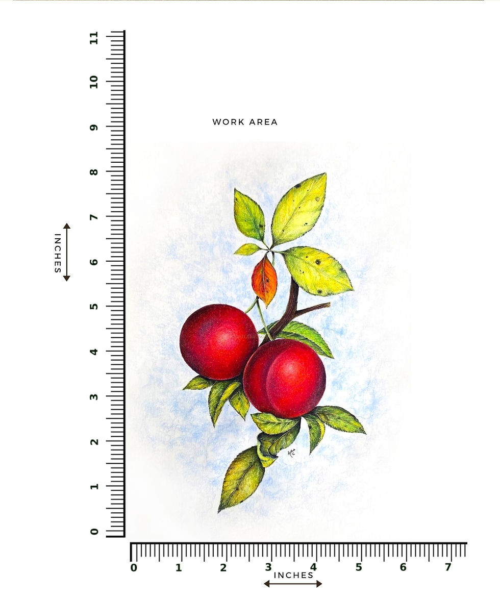 Thumbnail: Plums