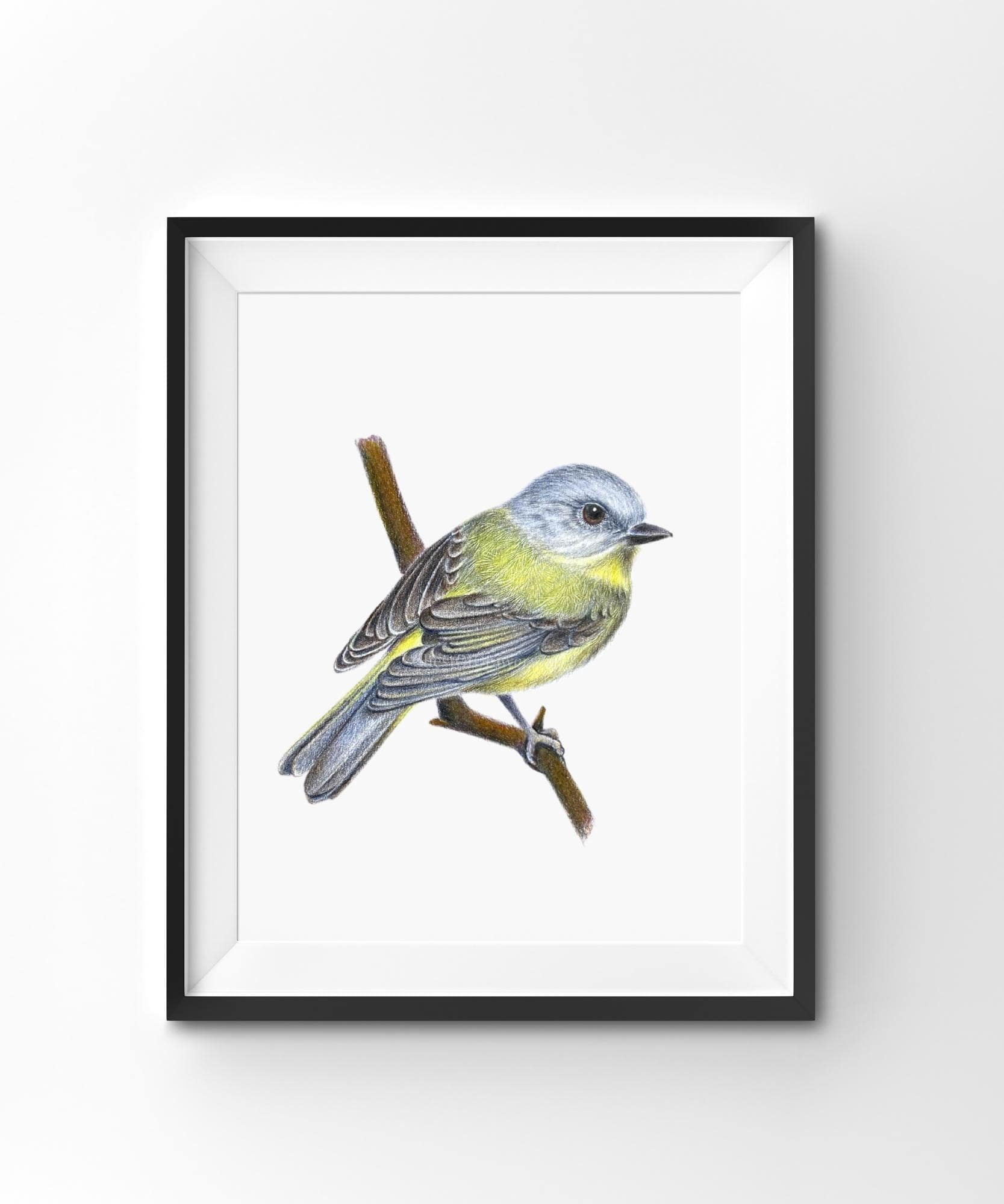 Eastern Yellow Robin