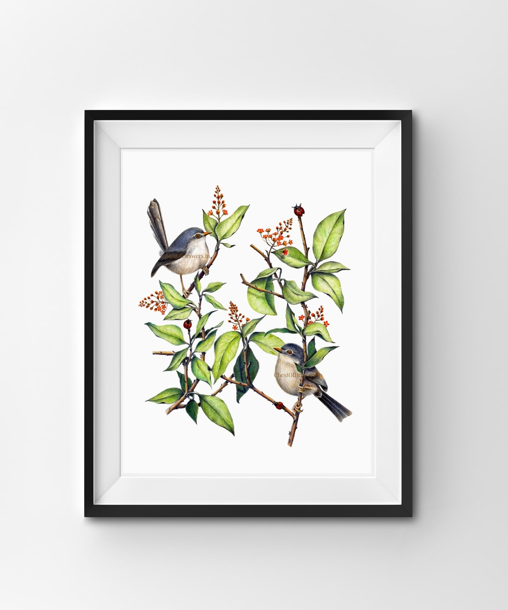 In the Woods - Ashy Prinia