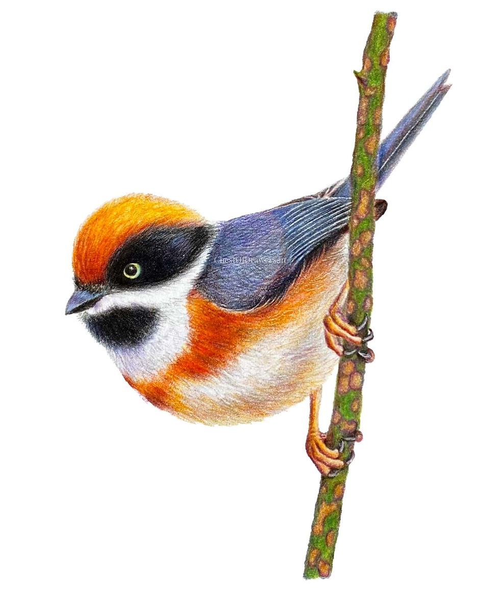 Thumbnail: Redheaded Tit