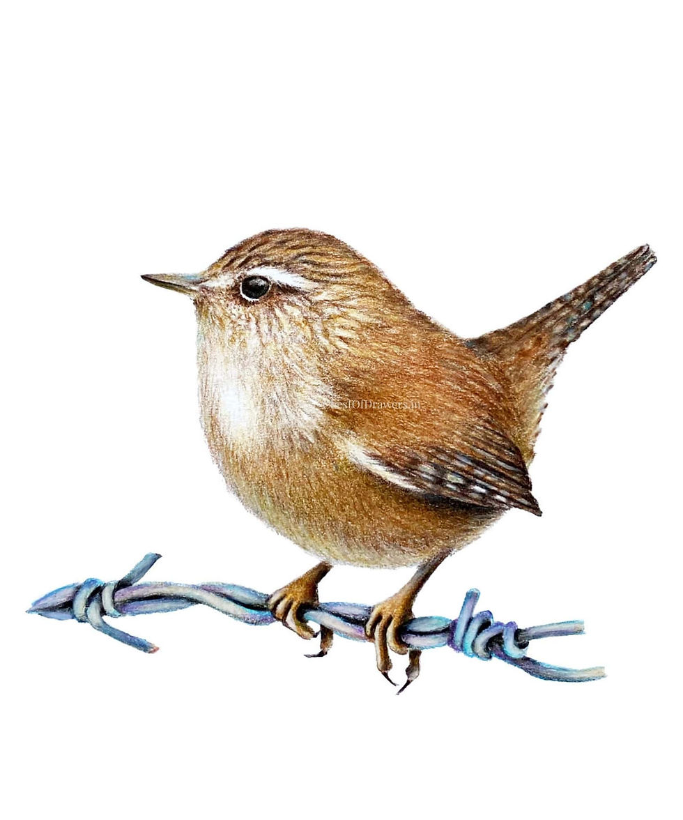 Thumbnail: Carolina Wren