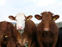 Boris Johnson's plan to solve cost of living crisis is bold new initiative called 'Herd Immunity'
