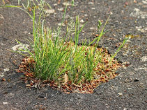 Our foreign policy is - ooh look! Another pothole!