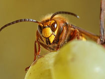 Scientists hope they can drive Asian hornets mad with 125.25Hz souund