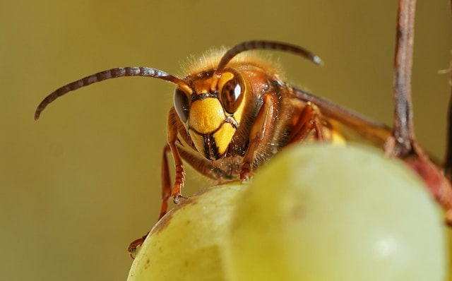 ree