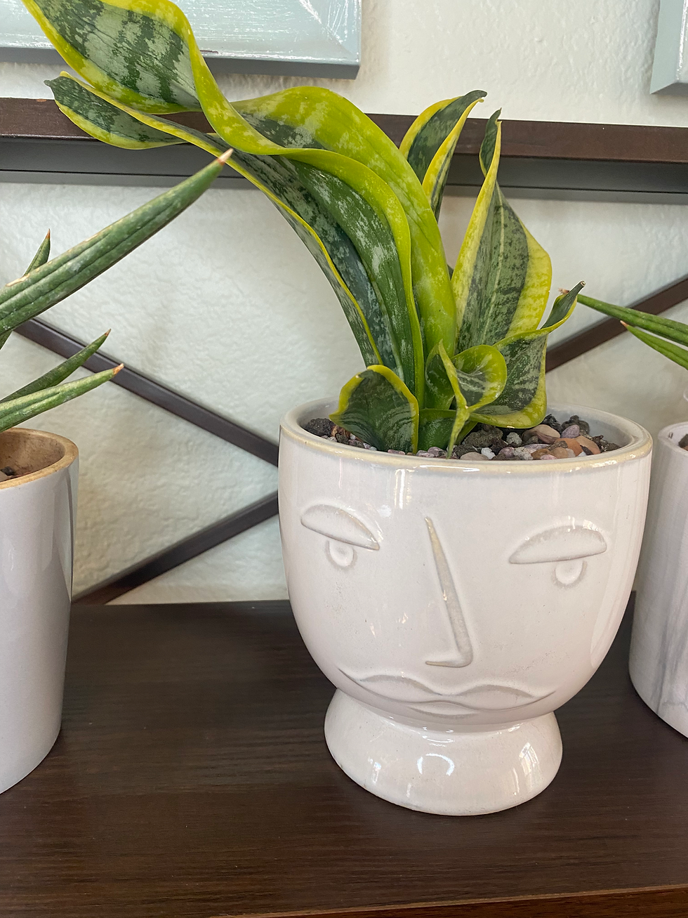 Snake Plant - Twisty