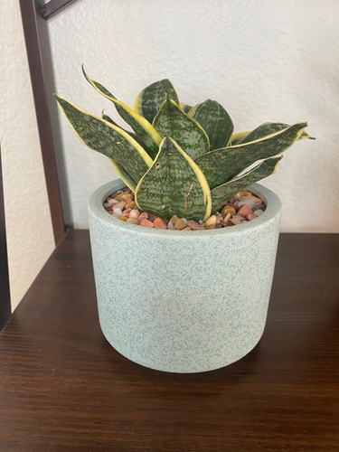 succulent arrangement delivery Emerald Gardens