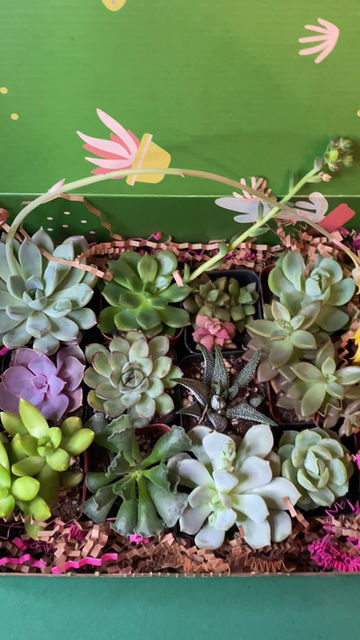 Thumbnail: Gift box with 12 succulents