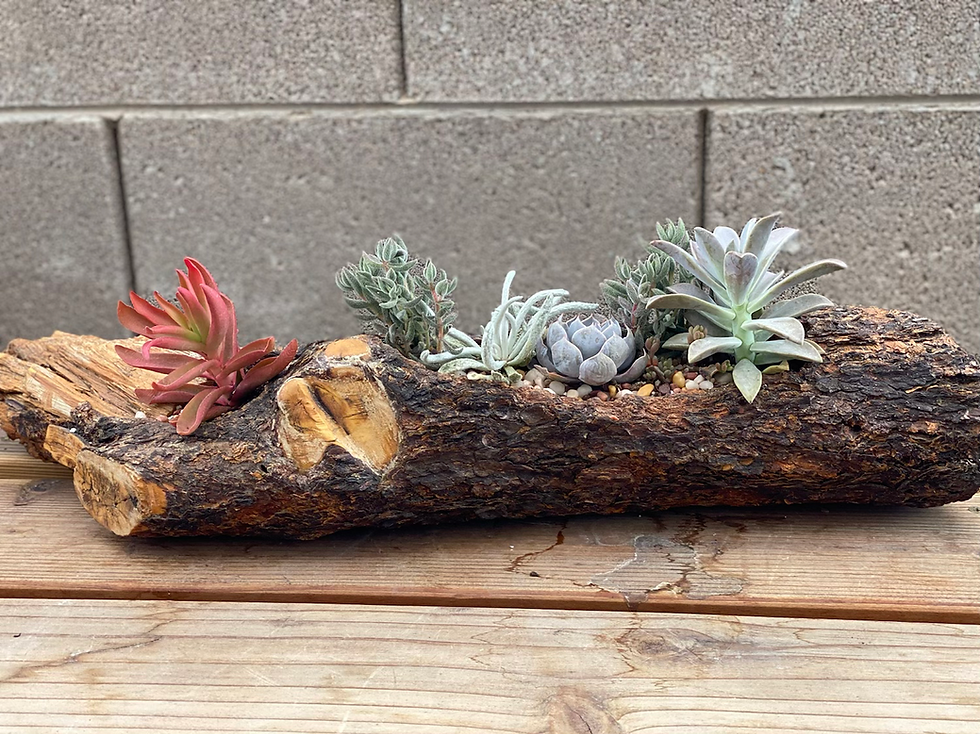 Thumbnail: Medium Pine Log with Succulents