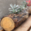 Thumbnail: Medium Pine Log with Succulents