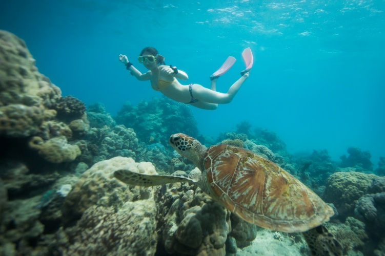 Snorkeller diving down to observe a sea turtle up close on the Great Barrier Reef