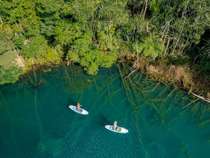 Two people paddle on stand-up paddleboards across clear green water near the edge of dense tropical vegetation, with submerged branches visible beneath the surface