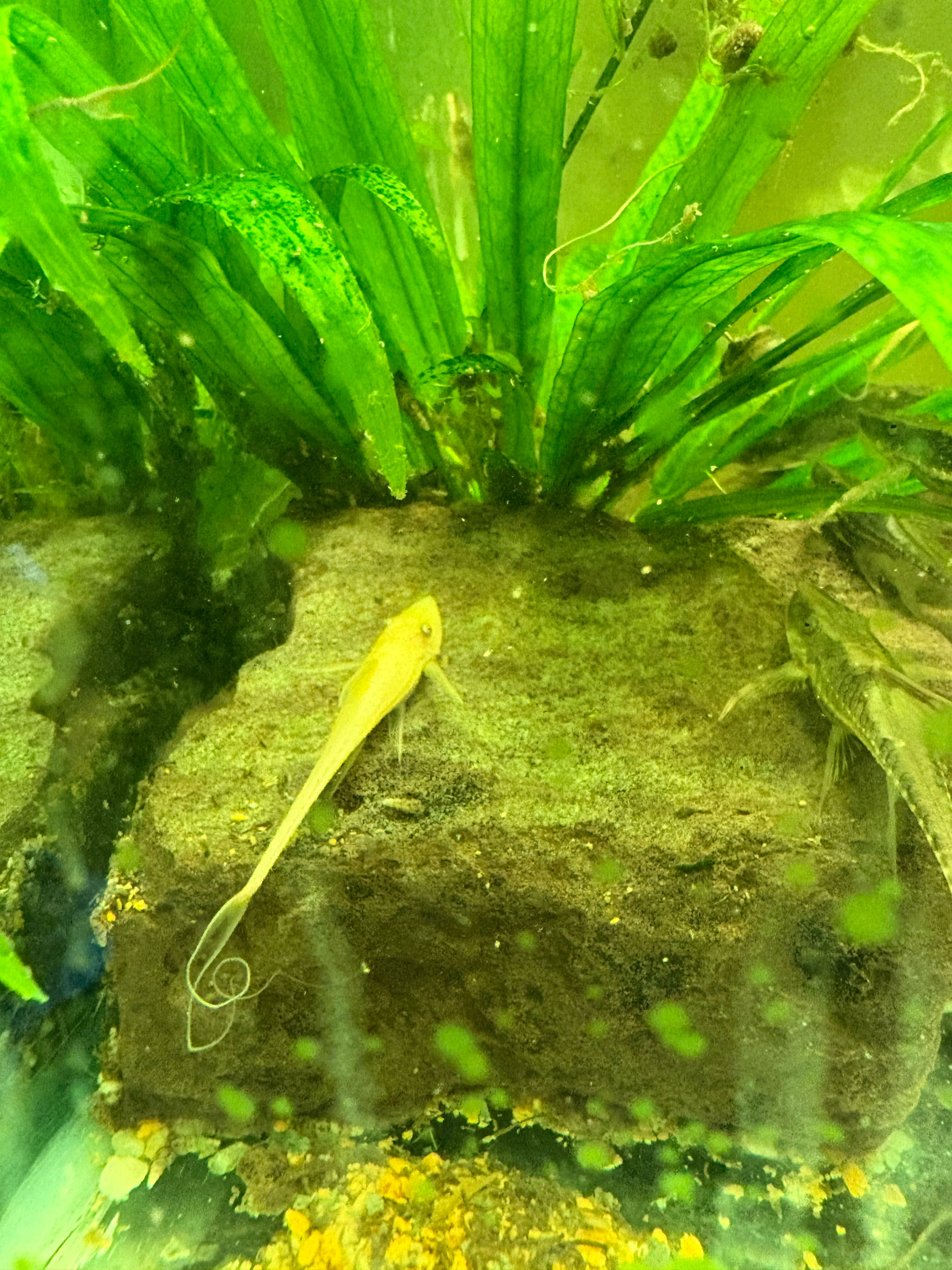 Sturisoma Aureum Albino NZ 6 cm