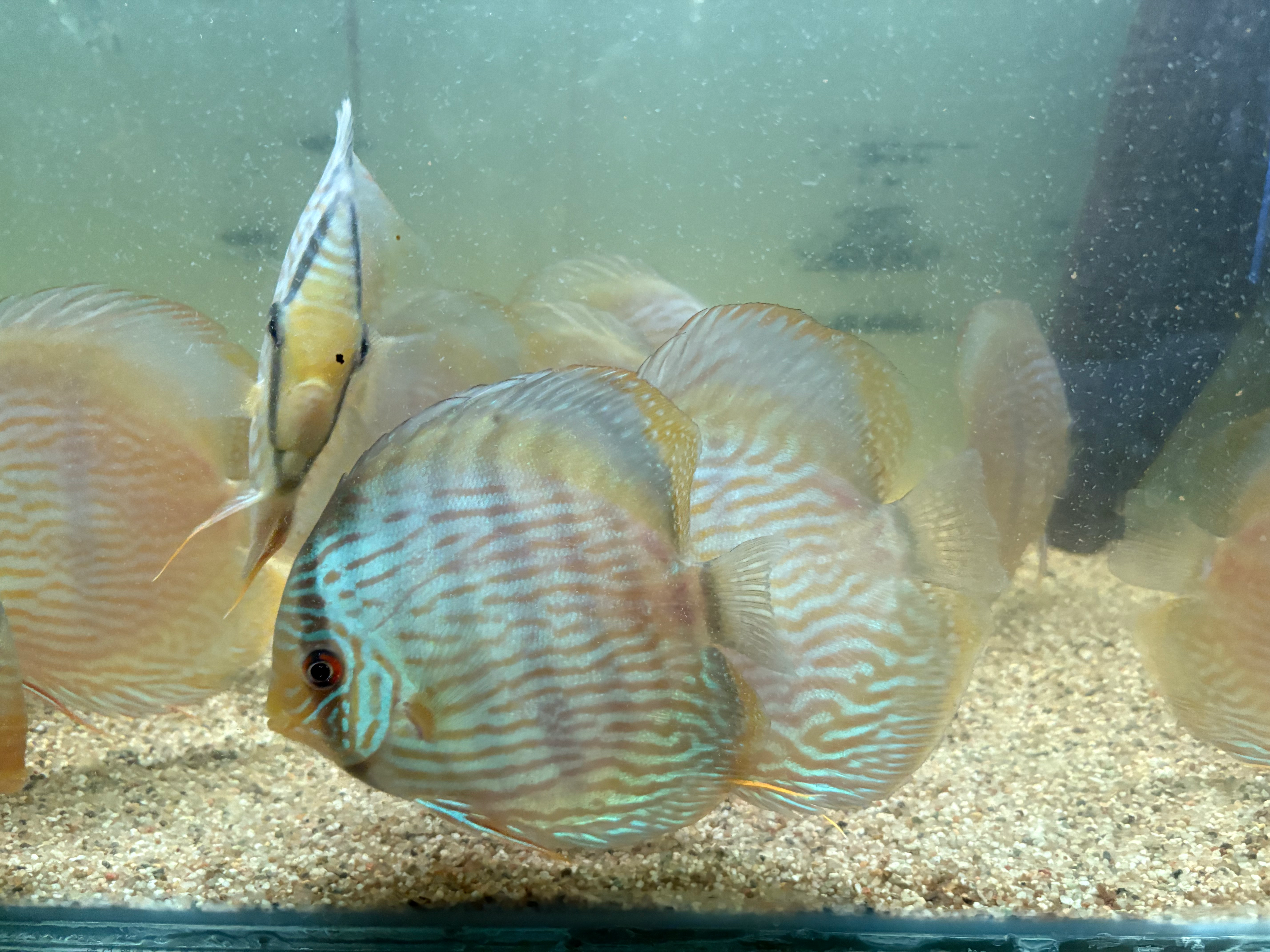 Diskus Heckel Rio Nhamunda 