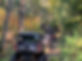 woods 2.jpg