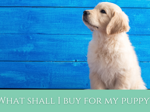 What shall I buy for my puppy?