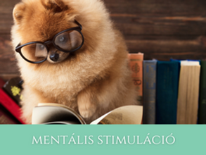 Mentális stimulációk kutyáknak